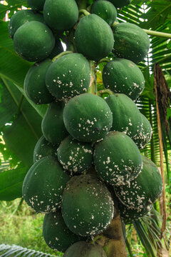 Papaya mealybugs or Paracoccus marginatus are invasive animals that attack papaya plants