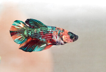Colorful Beta Fighting Fish in a Fish Tank © Pamela Au