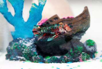 Colorful Beta Fighting Fish in a Fish Tank © Pamela Au