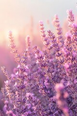 Fototapeta premium Light gradient backdrop from lilac to mint, worm's-eye perspective of blooming lavender fields, space for text