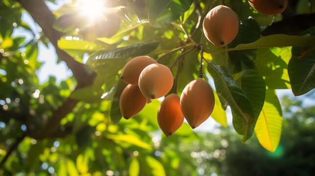 Closeup of lucuma fruits hanging tree tropical orchard sunlight filtering through the leaves and the distant greenery softly blurred showcasing the fruits vibrant color Scientific name Pouteria lucuma