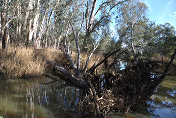 Old fallen tree of Eucalyptus camaldulensis, commonly known as the river red gum is endemic to Australia in wetlands area at Albury, New South Wales