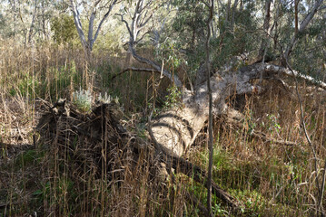 Old fallen tree of Eucalyptus camaldulensis, commonly known as the river red gum is endemic to Australia in bushland area at Albury, New South Wales