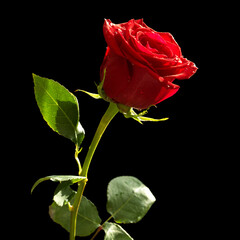 Obraz premium beautiful red rose isolated on black background
