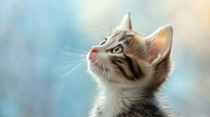 Adorable kitten looking up at the sky, soft background with plenty of copy space for design