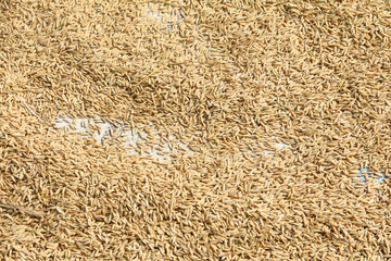 Rice grains are being dried in the sun before the milling process