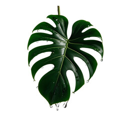 Monstera leaves  with Isolate on white background Leaves on white