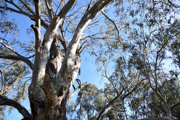 Eucalyptus camaldulensis, commonly known as the river red gum is endemic to Australia in wetlands...