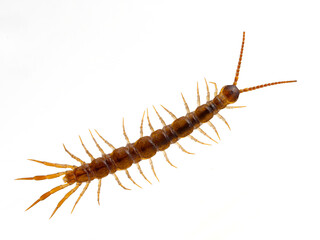 P9120038 brown centipede, Lithobius forficatus, isolated, cECP 2024