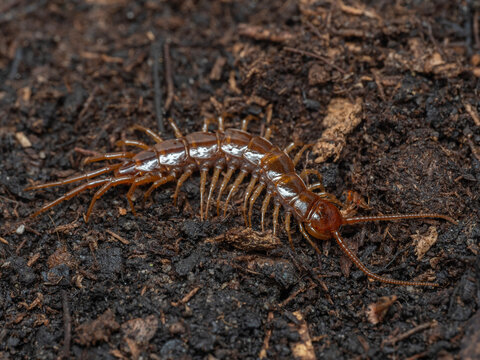 P9230207 brown centipede, Lithobius forficatus, on soil, cECP 2024