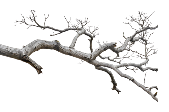 tree branch on a transparent background