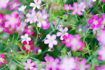 Colorful Spring Gypsophila Flowers in Soft Focus