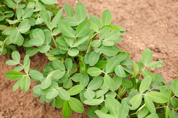 Peanuts is growing in farmland