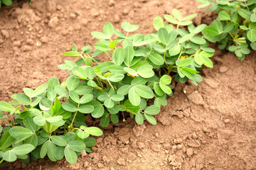 Peanuts is growing in farmland