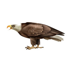 Premium Vector | Black Falcon A Vector Logo Design. Bald eagle with  flag color vector image. Vintage hand drawn of eagle and snake battle vector image.