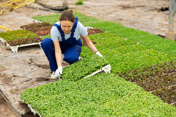 Careful middle-aged florist woman sitting on her haunches viewing planted basil in a hothouse