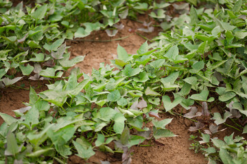 The sweet potato vines in the sweet potato field are growing well