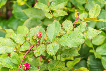 Branch of rose leaves with water drop