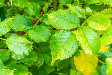 Branch of rose leaves with water drop