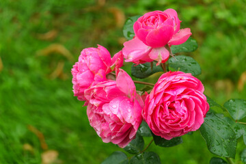 Blooming red rose bud with raindrops close up