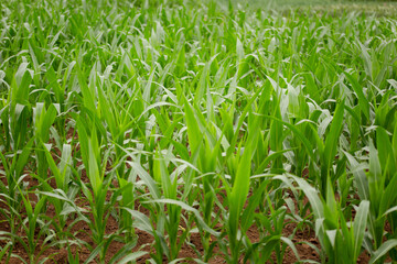 Fototapeta premium Corn seedlings in the farmland