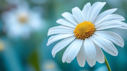 Obraz premium A close-up of a beautiful white daisy flower with a vibrant yellow center, showcasing nature's elegance and intricate details.