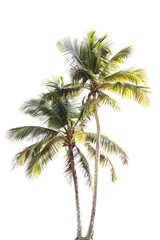 Fototapeta premium Twin coconut palm tree, isolated against a transparent background