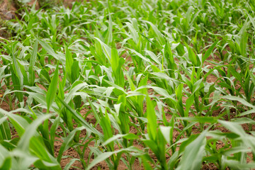 Corn seedlings in the farmland