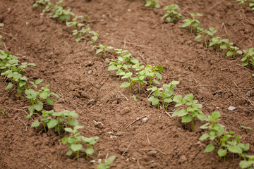 Mung bean seedlings planted on the land