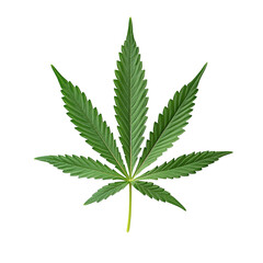 Cannabis leaf isolated.