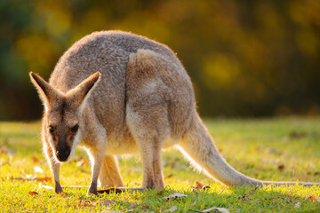 The red-necked wallaby or Bennett's wallaby is a medium-sized macropod marsupial, common in the more temperate and fertile parts of eastern Australia, including Tasmania.