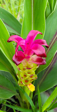 Beautiful siam tulup