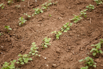 Mung bean seedlings planted on the land