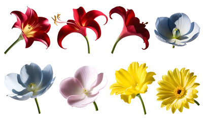 Set of various flower red blue pink yellow flower isolated on white and transparent background