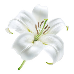 Obraz premium A beautiful white lily flower with delicate petals and vibrant green stamens, isolated on a white background, ideal for floral design or botanical themes.