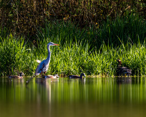 Great Blue Heron surrounded by ducks and a raccoon © Thomas Rowden