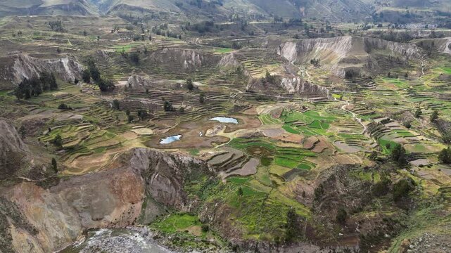 Aerial: Lush green terraced agriculture in Colca river canyon in Peru