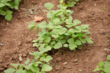 Growing bean sprouts crops in the farmland