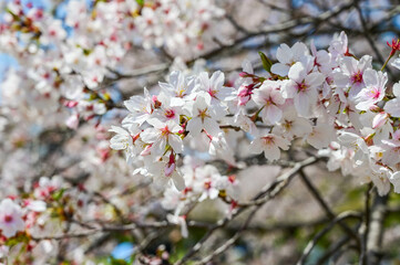 Cherry blossoms season background is blue sky