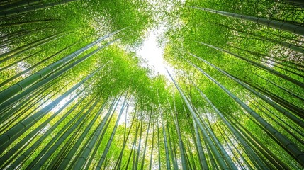 Low-angle perspective of a bamboo forest, the towering green stalks extending toward a bright sky, filling the frame with natural beauty