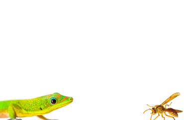 Margouillat  face à une guêpe, fond blanc 