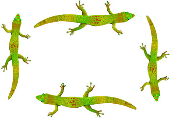 Cadre margouillat