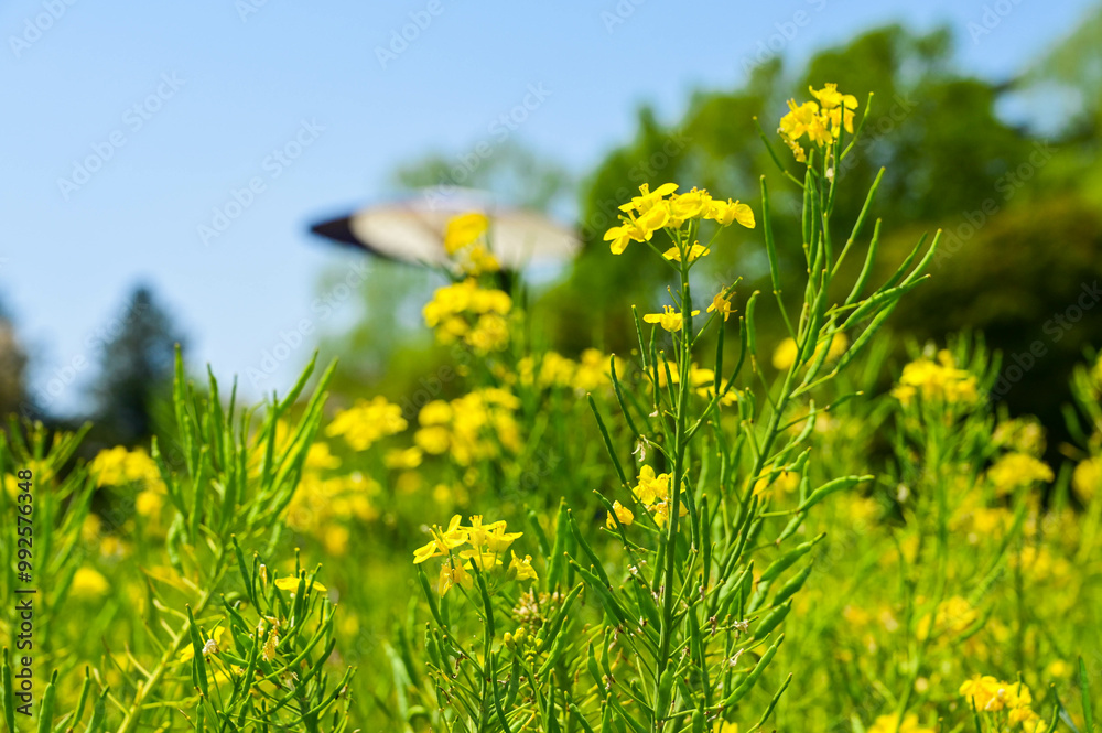 Wall mural close-up of rapeseed flowers in bloom season