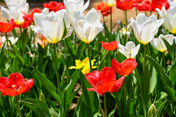 Obraz premium Tulip flowers in Showa Kinen Park at Tokyo, Japan.
