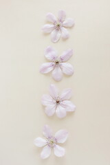 Flowers background.Pink clemantis flowers pattern  top view on beige background. floral card. Aesthetic Poster.Minimalism