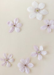 Flowers background.Pink clemantis flowers frame top view on beige background with copy space . Floral  template, floral card.Poster.Minimalism