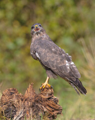Common Buzzard in autumn at a wet forest
