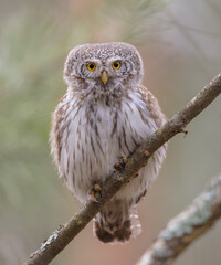 Eurasian Pigmy Owl in a fir grove in spring 