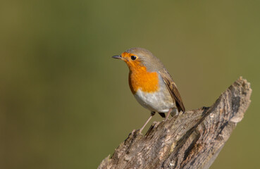 The European robin - at the wet forest in autumn