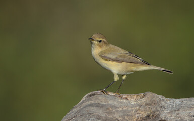 Common chiffchaff -  in autumn at a wet forest 